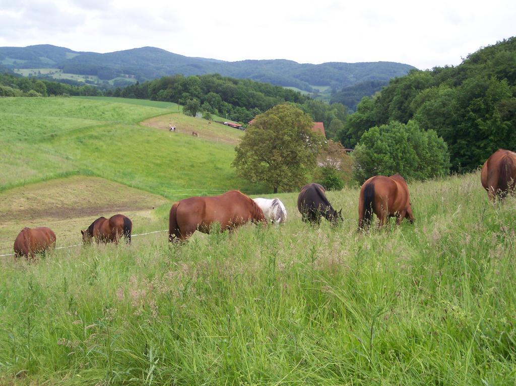 Villa Pferdehof Und Wanderreitstation Doersam Mörlenbach Esterno foto